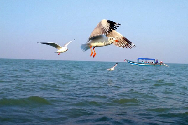 Chilika Lake Travel Guide