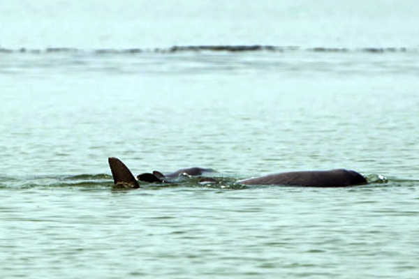 Satapada Dolphin Guide | Top Travel Agency in Puri