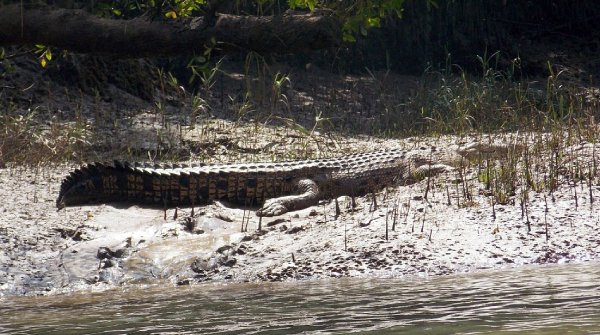 7-Day Odisha Tour Package – Book with a Trusted Tour and Travel Agency in Puri